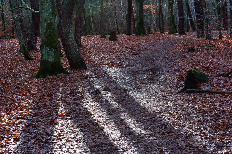 Long Shadows