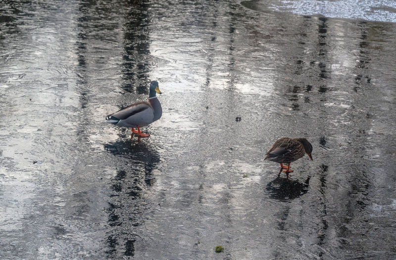 Walking on Ice