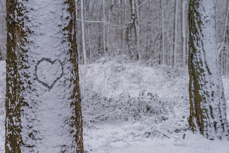 We Love Snow 