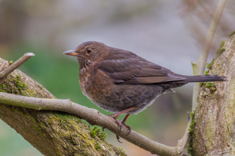 Common Blackbird/Turdus merula/Amsel 