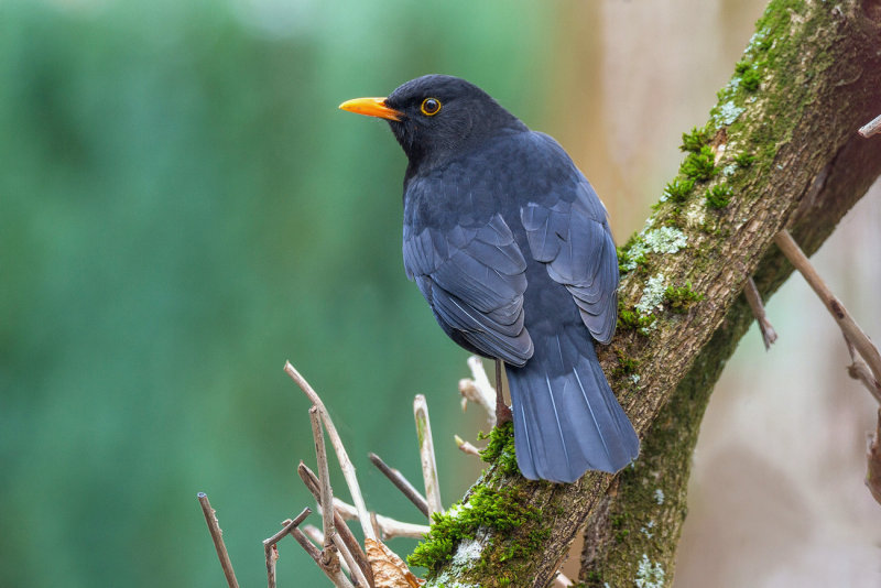 Common Blackbird/Turdus merula/Amsel 