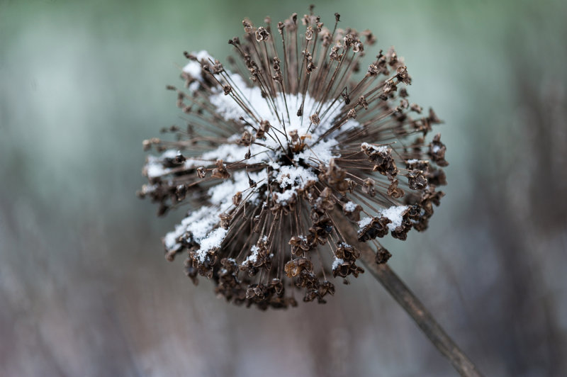 Snowy Bling