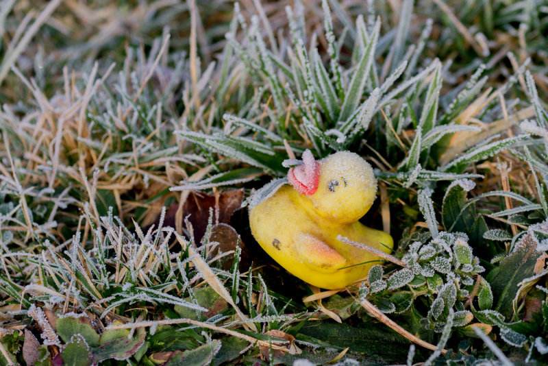 Cold Duck