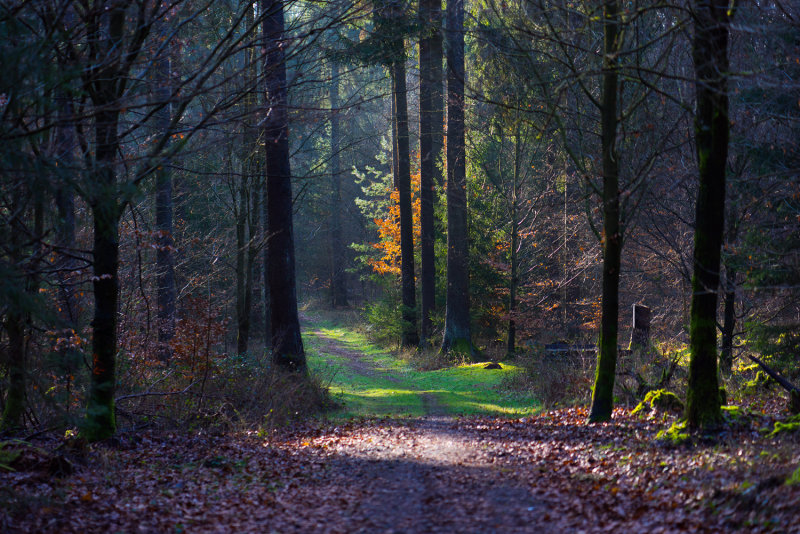 Walk in the Forest
