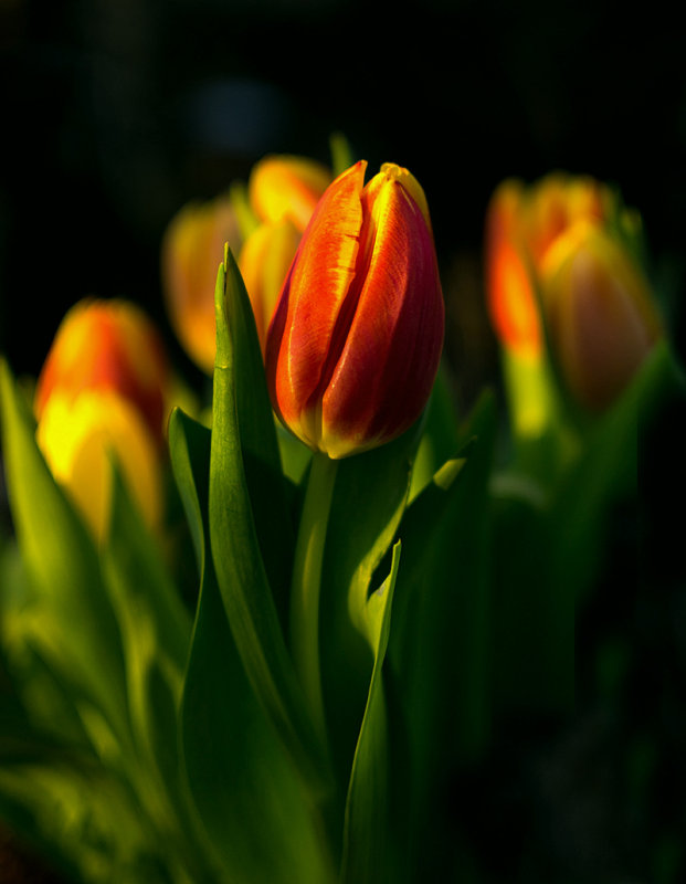 Dreaming of Spring