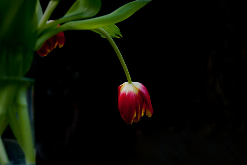 Dreaming of Spring