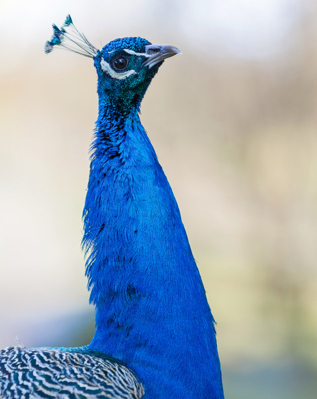 Peacock