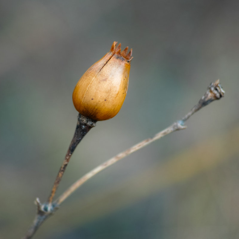 Seedpod