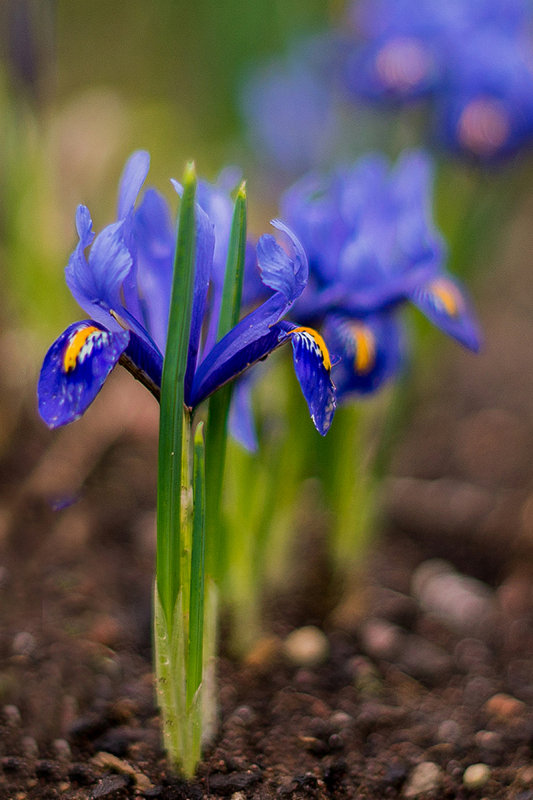 Winter Flowering Iris