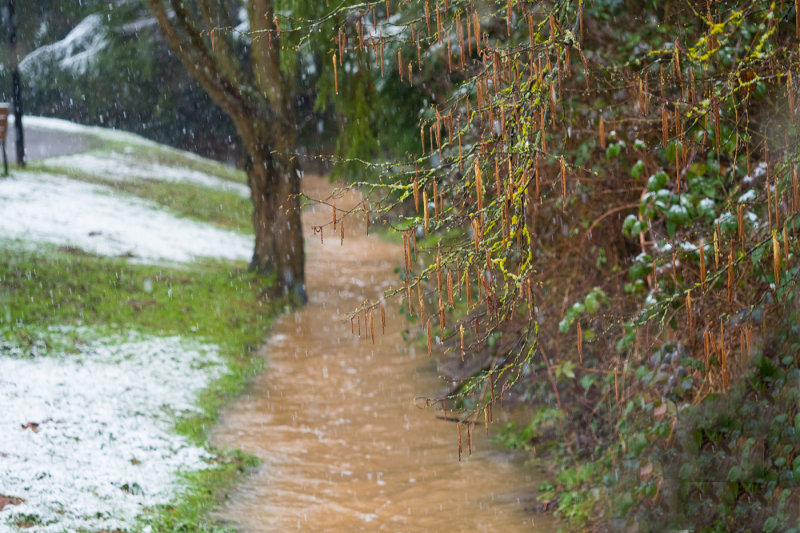 Flooded Stream