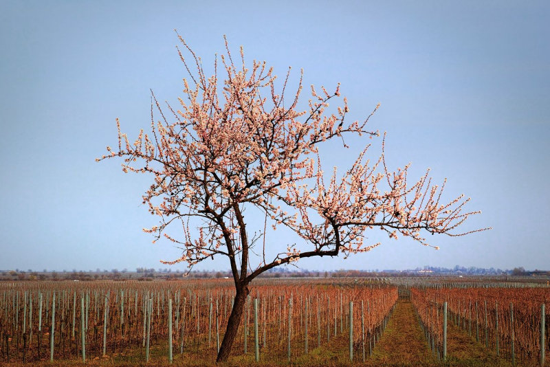 Almond Blossom Tree in the Vineyard
