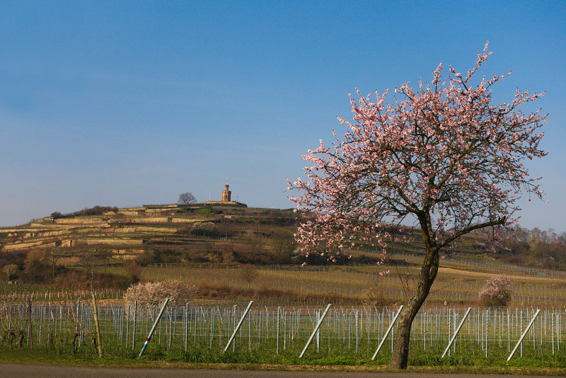 Flag Tower with Blooming Tree
