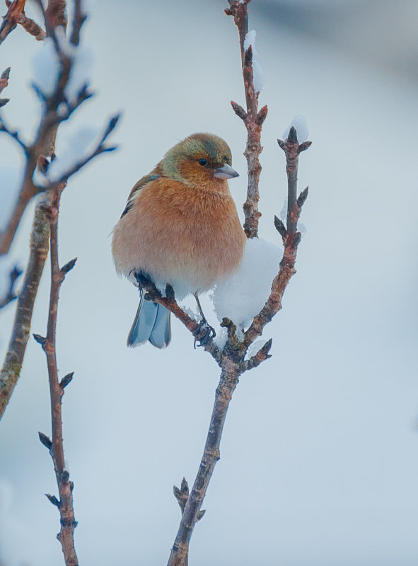 Chaffinch in the Snow