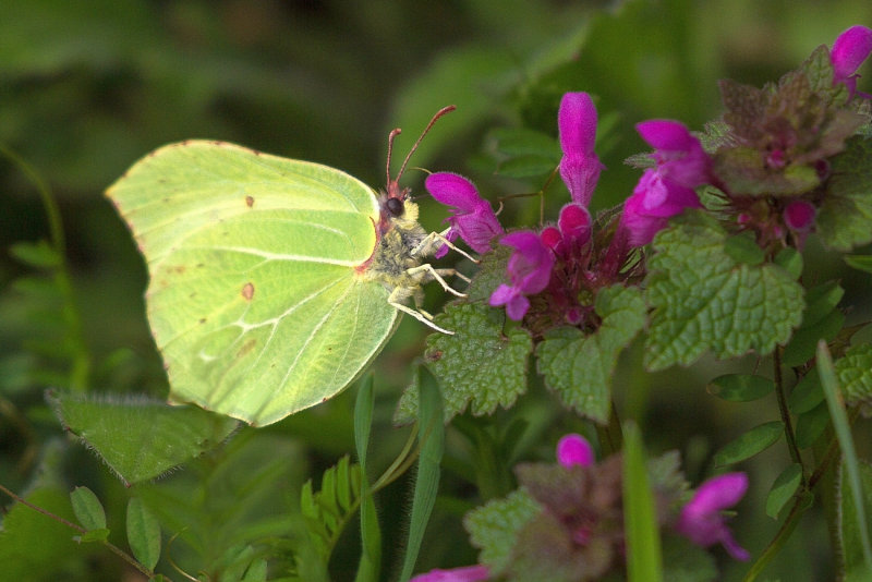 First Brimstone for the Year