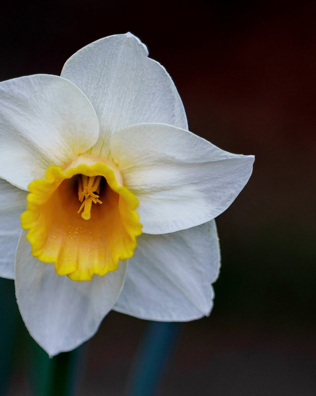 Two-toned Daff