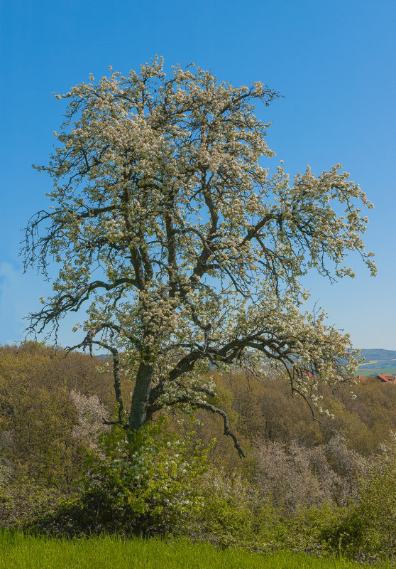 Old Tree in May Bloom