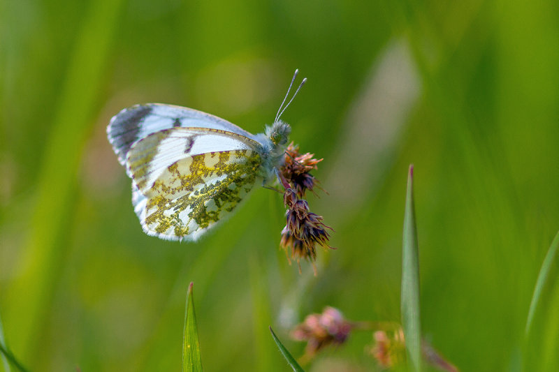 Orange Tip/Aurora Butterfly (Female)