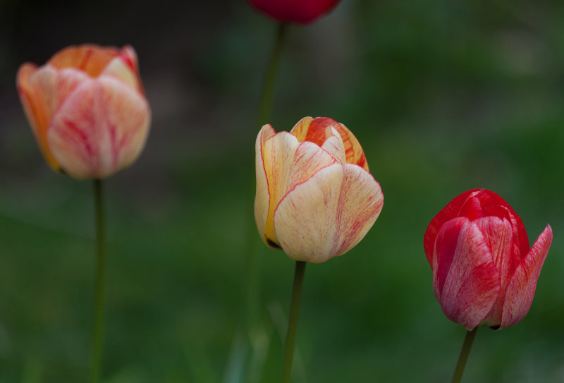 Tulips 2016