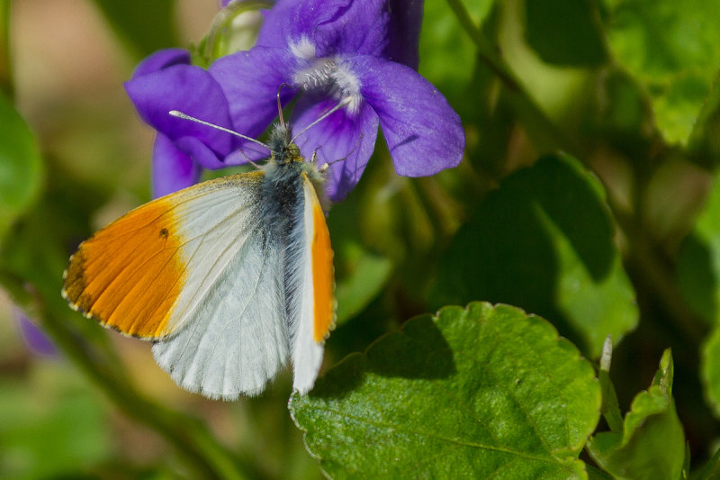 Orange Tip/Aurora Butterfly (Male)