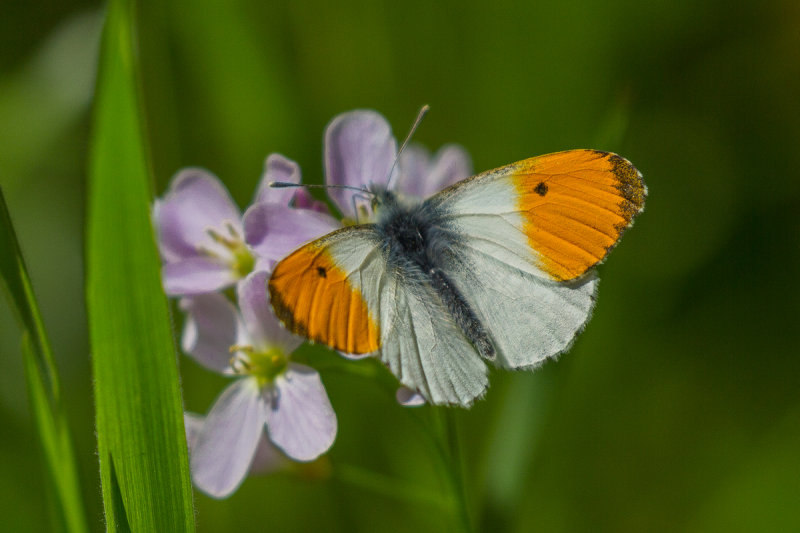 Orange Tip/Aurora Butterfly (Male)