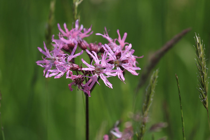 Ragged-Robin