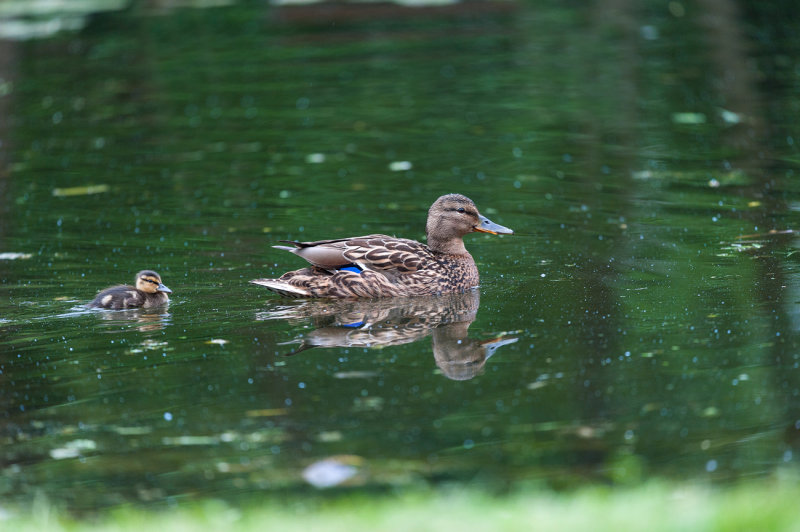 Out in the Pond