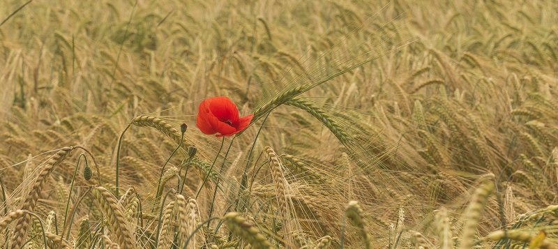 Red in the Wheat