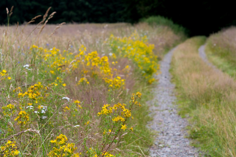 Summer Trail