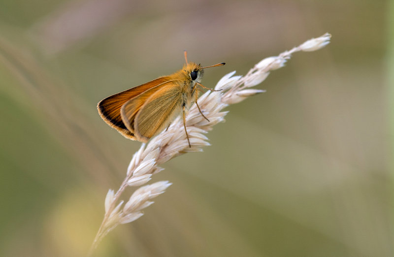 Essex Skipper