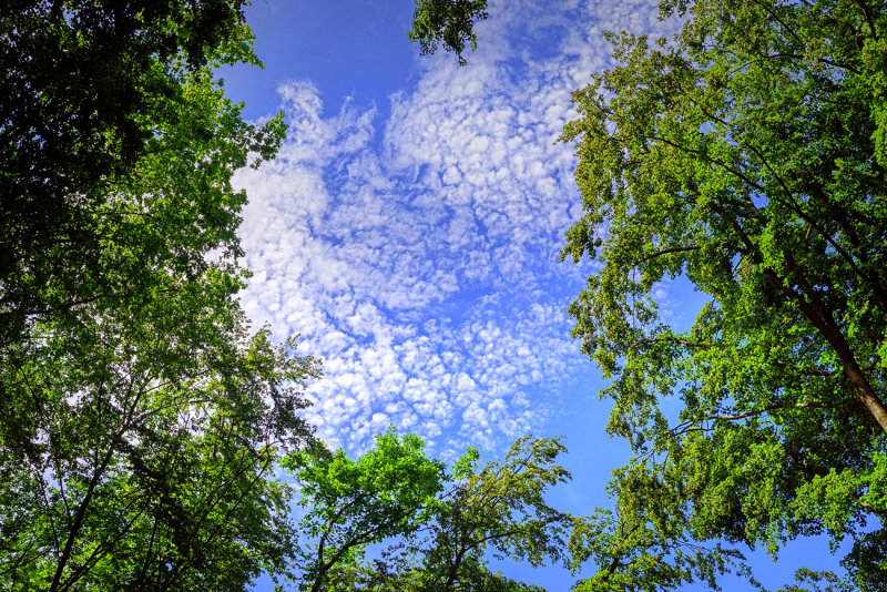 Sheep Clouds