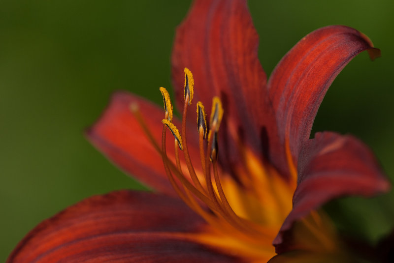 Daylily