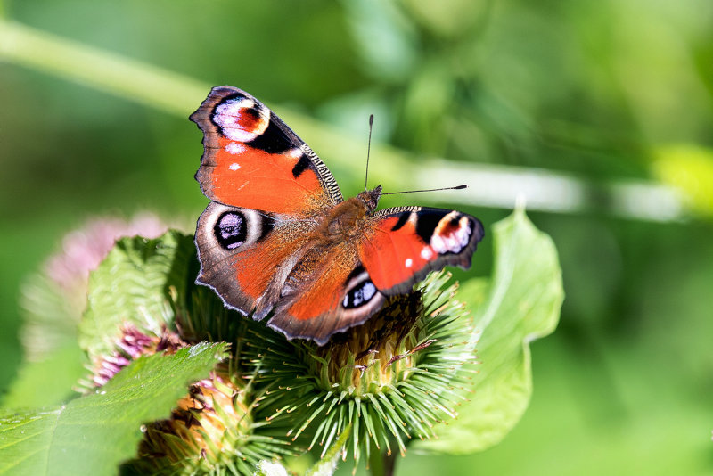 European Peacock 