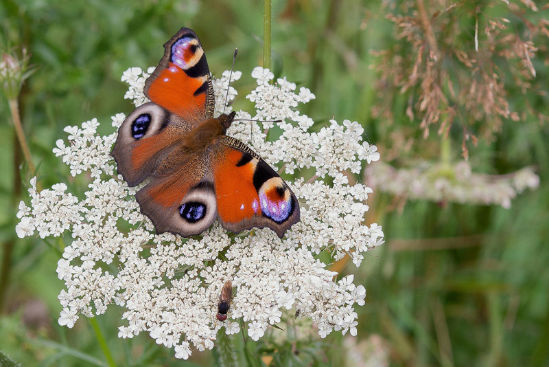 European Peacock 