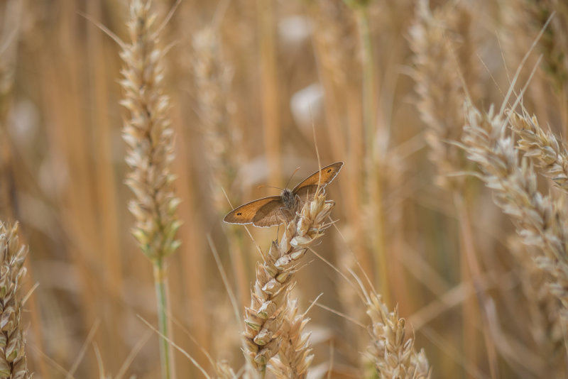 In the Fields