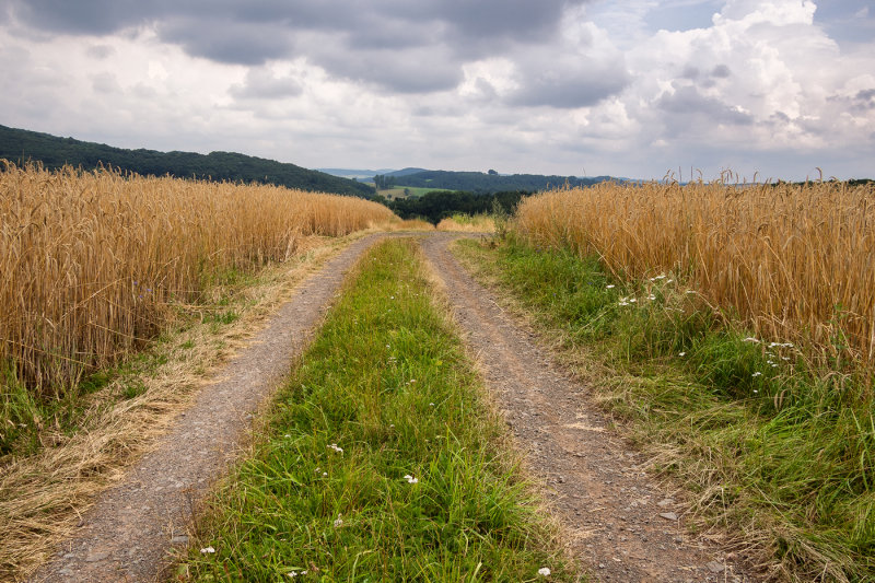 Summer Walk