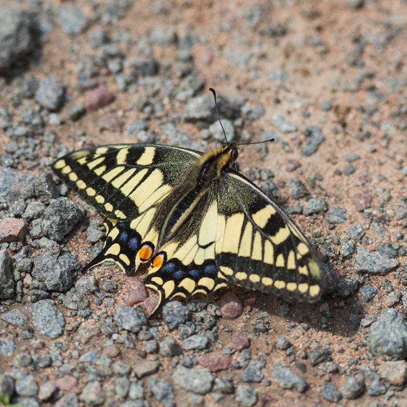 Swallowtail 