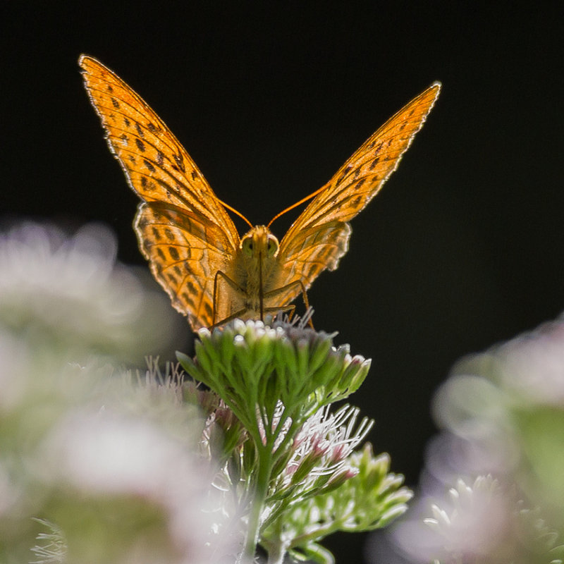 Silver-Washed Fritillary