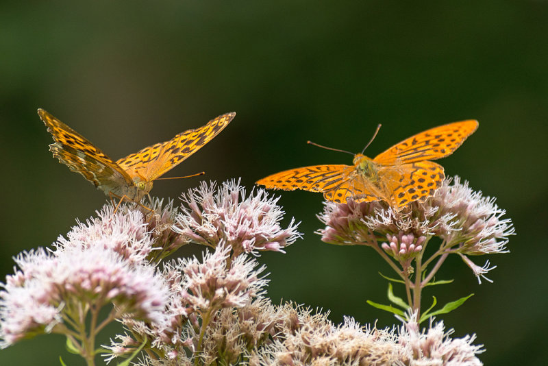 Pair of Silver-Washed Fritillaries