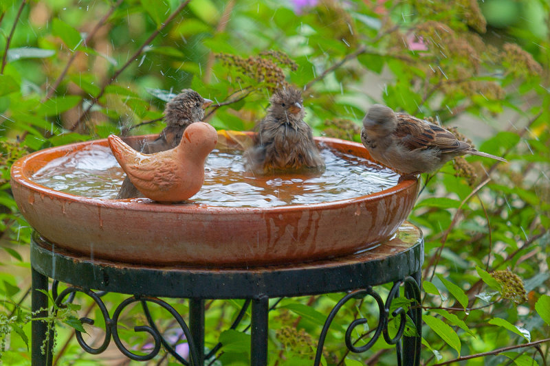 Keeping Cool on a Hot August Day