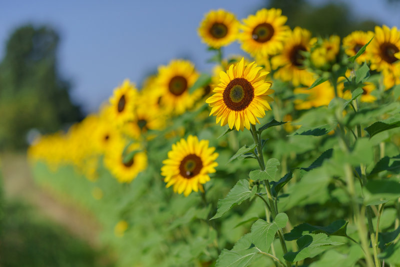 Late Sunflower