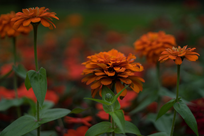 Zinnias