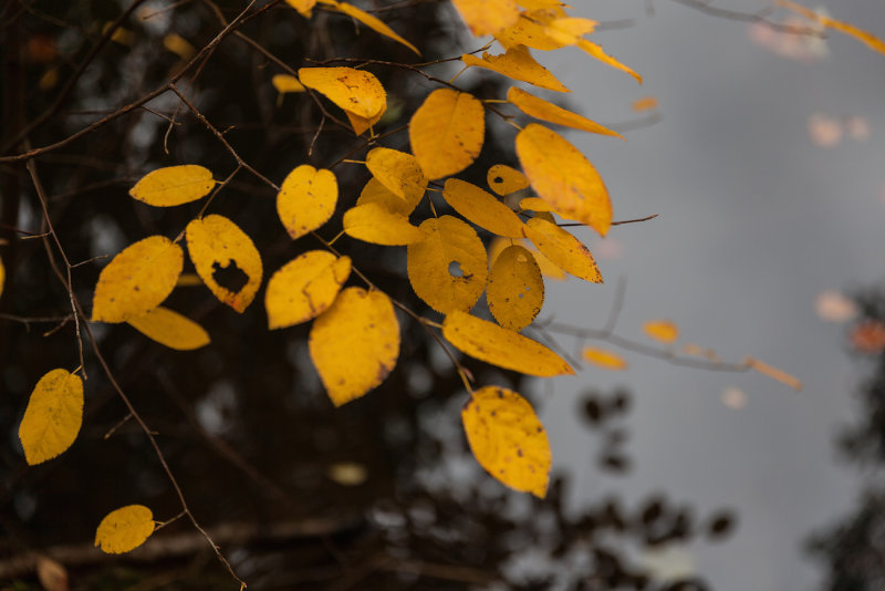 Leaves in Fall