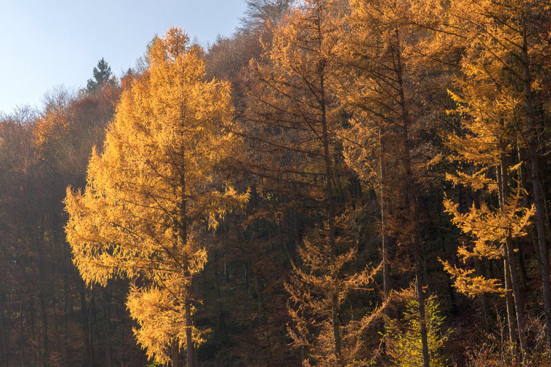 Larches in the Forest