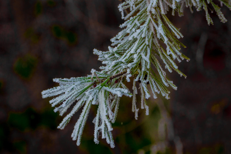 Frosted Pine