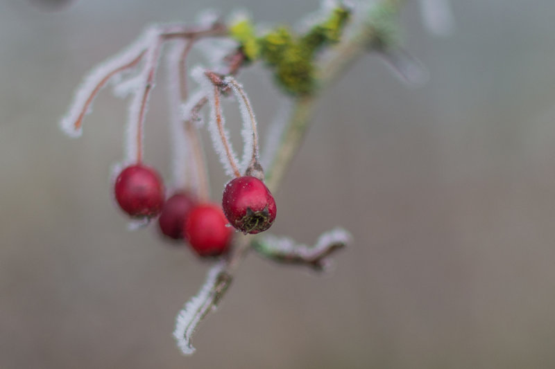 Red Berries