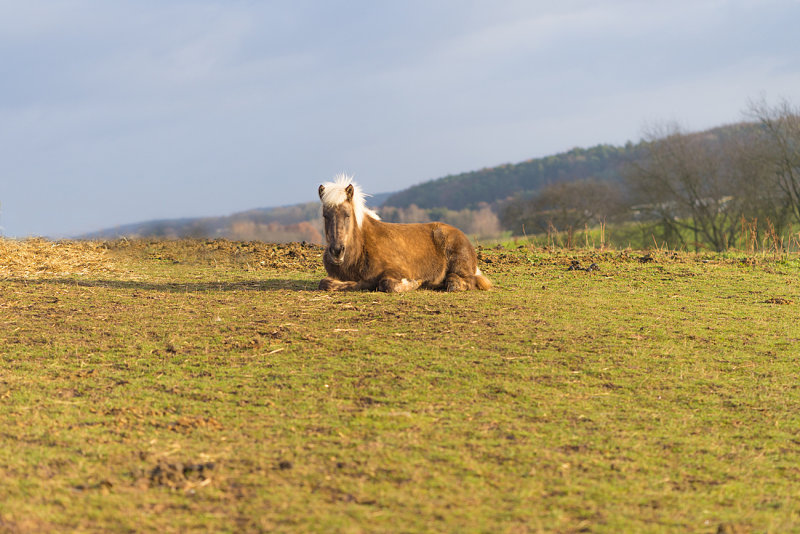 Icelandic Horse