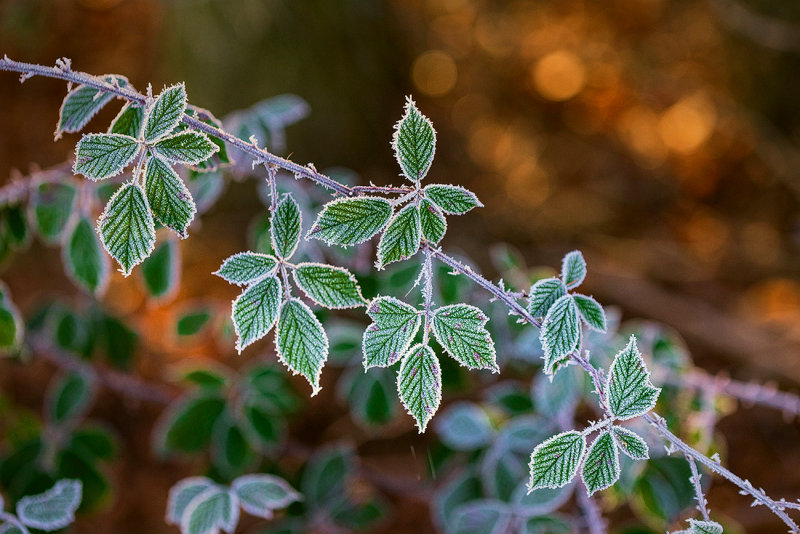 Frosted Blackberry Leaves