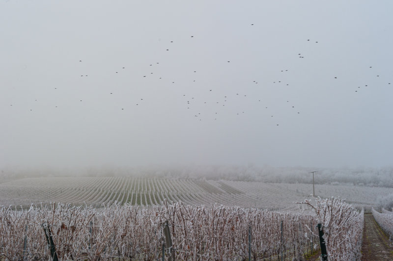 Frosted Grapevines
