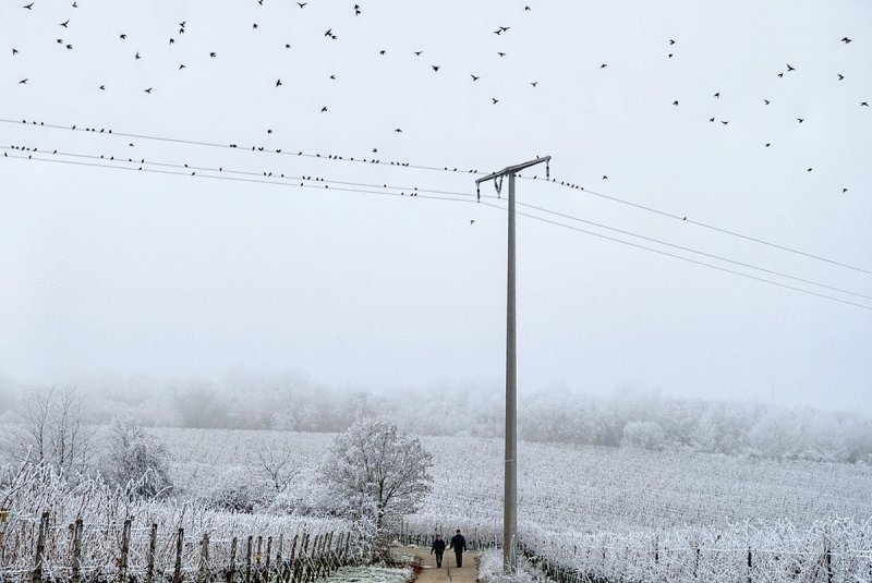 Starlings over Frosted Vineyard