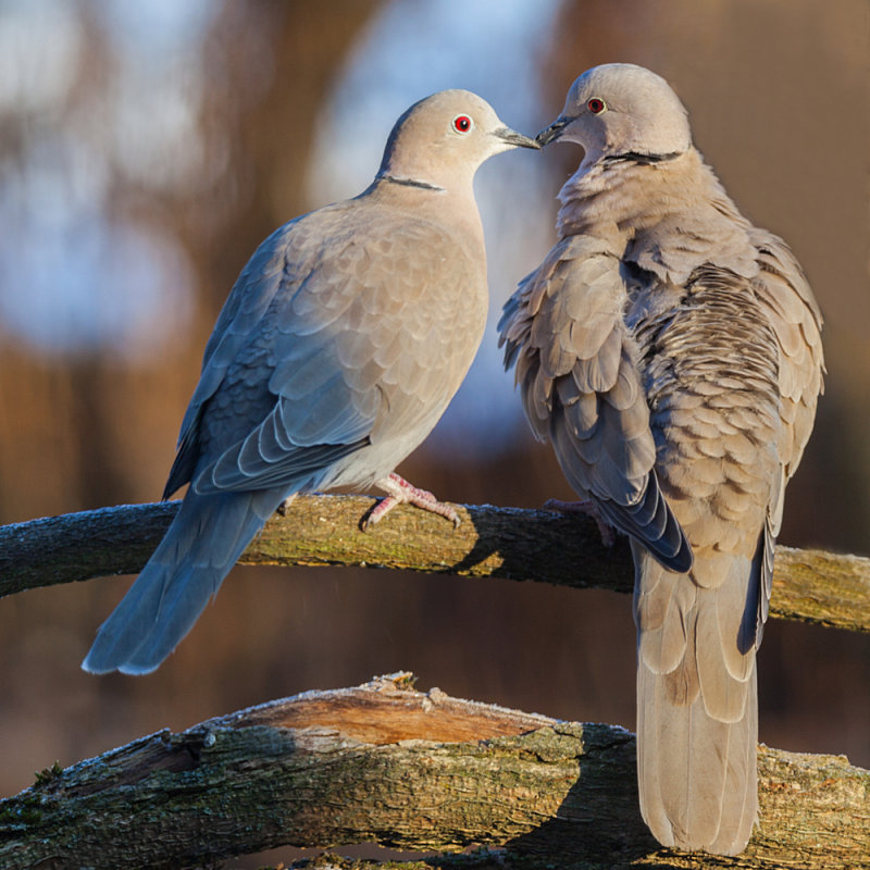 Love Birds